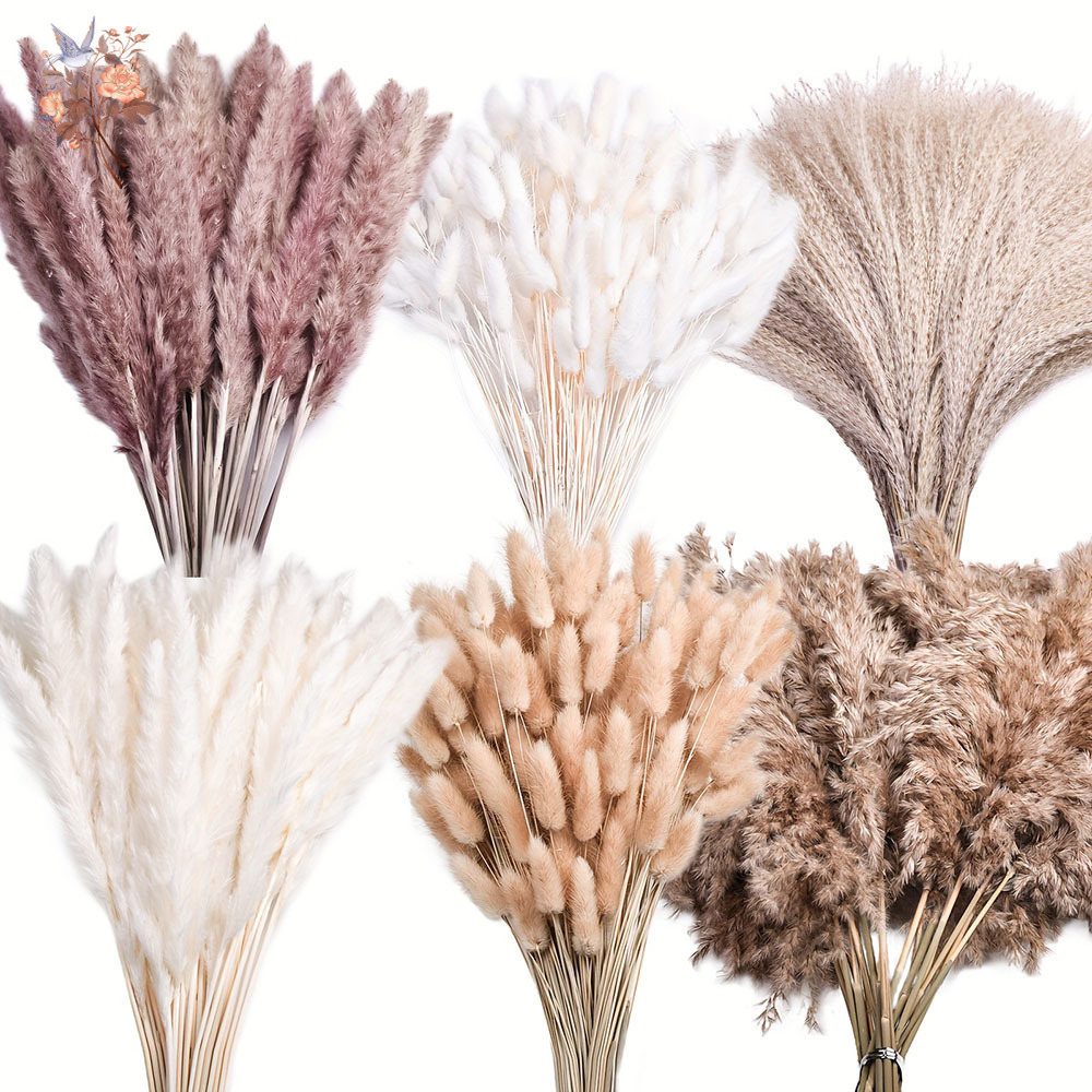 320PCS Mixed Fluffy Large Pamp - Pampas Grass Decor ulasan dan harga